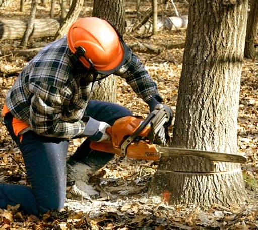 Tree Removal in Chantilly, VA